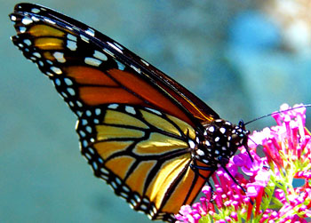 Monarch buttefly