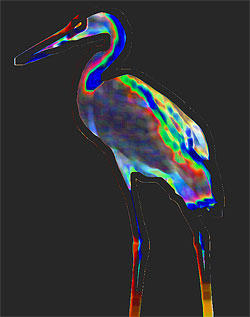 Heron