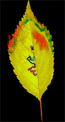leaf