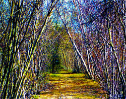Wooded trail
