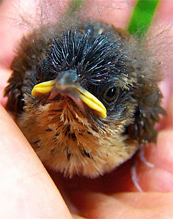 Baby bird