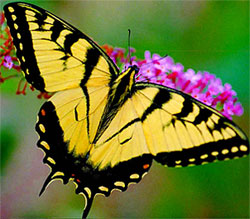 Monarch butterfly