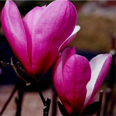 Pink magnolias