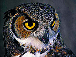 Owl
